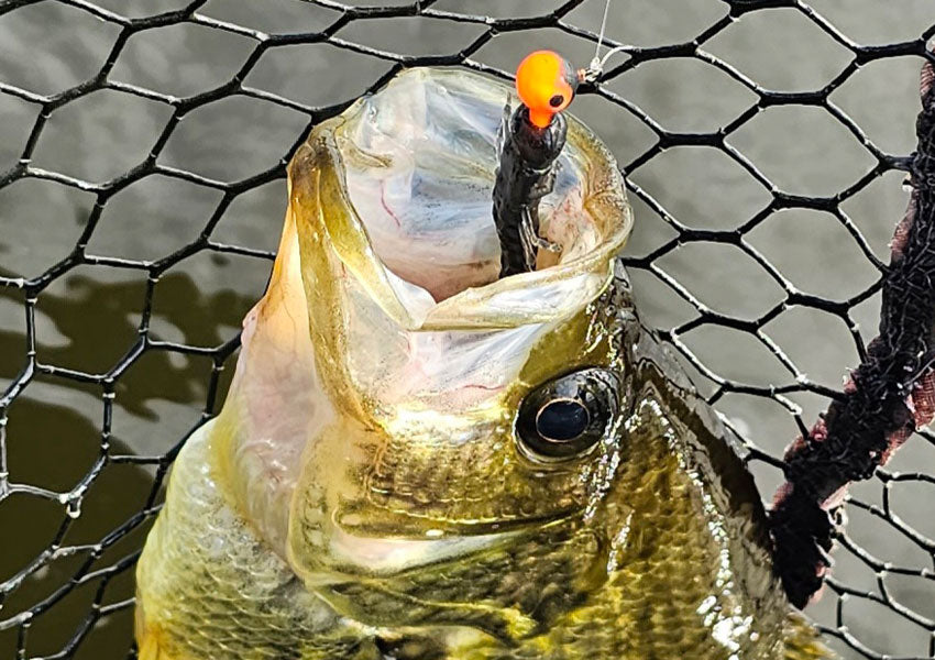 crappie caught on hellgrammite