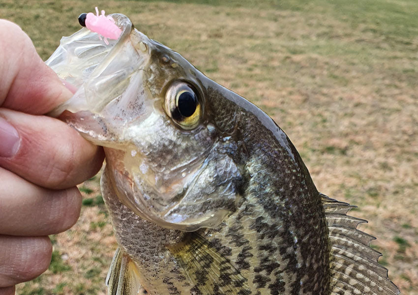 crappie caught on pink plastic lure