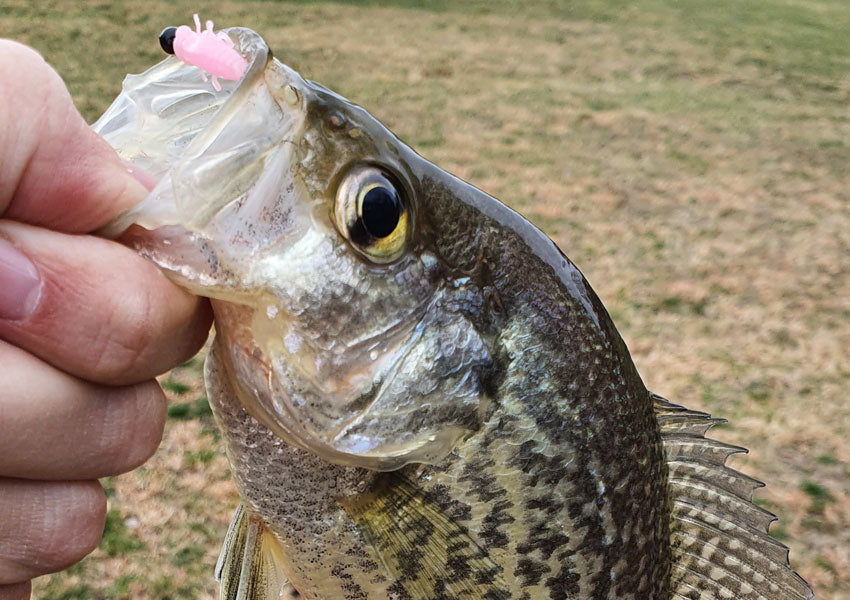 How to catch crappies year round