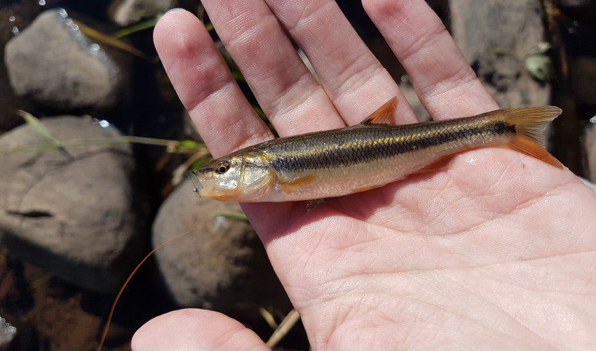 creek chub micro fishing