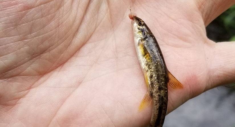 Microfishing targets smallest fish around with pocket-sized rods and  minuscule hooks – Chicago Tribune