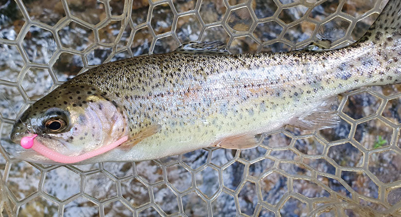 rainbow trout caught on pink worm