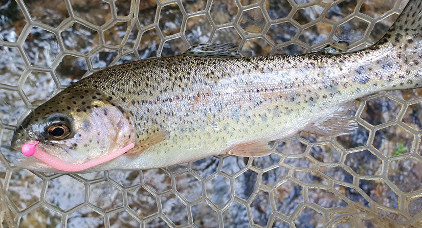 https://cdn.shopify.com/s/files/1/1145/0218/files/rainbow-trout-pink-worm.jpg?v=1675197101