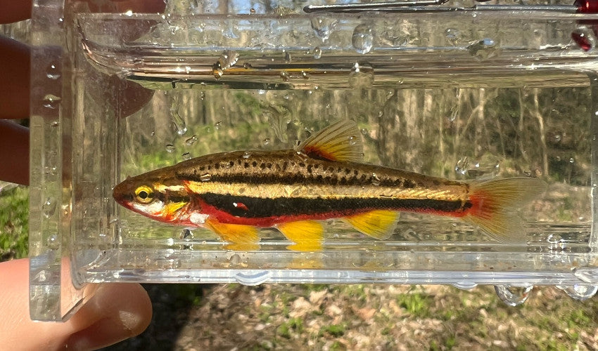 redbelly dace