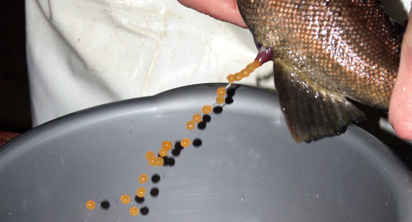 stripping salmon eggs