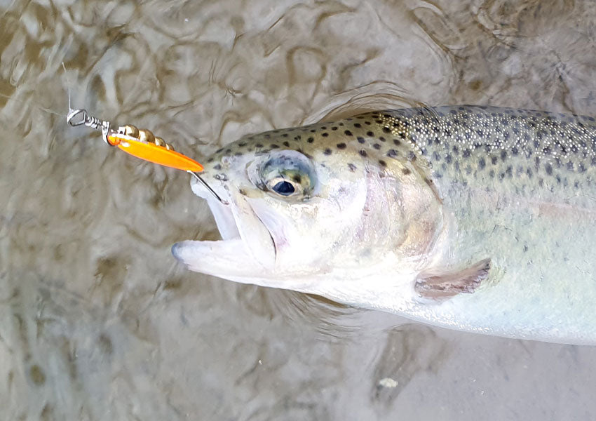 rainbow trout on single hook spinner