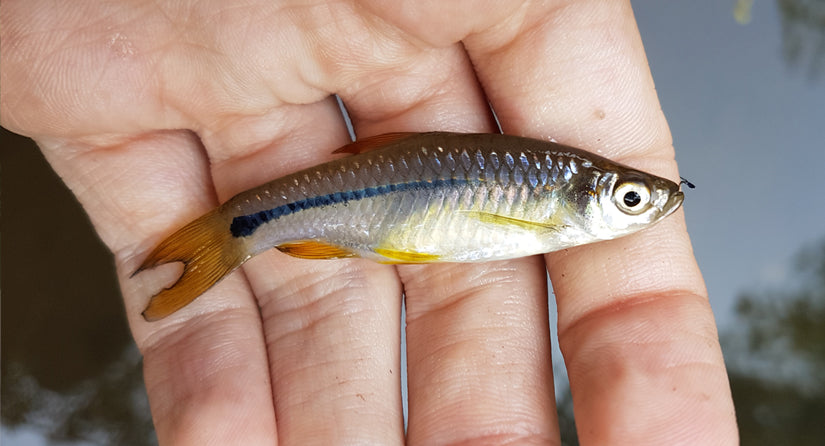 microfishing in thailand