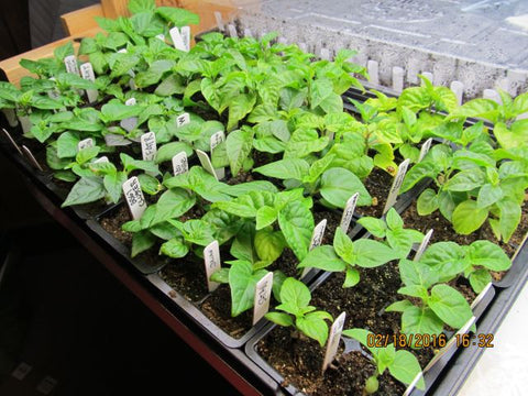 First 72 cell tray filled with pepper plants.  