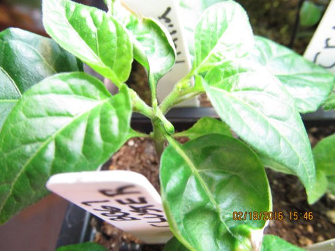 7 pot bubblegum cluster pepper seedling with buds forming already