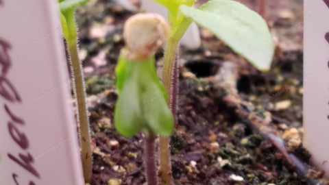 Pepper seedling with helmet head seed case still attached.