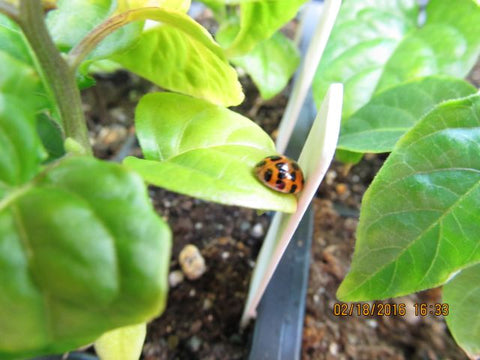 ladybug - pepper guard taking a nap
