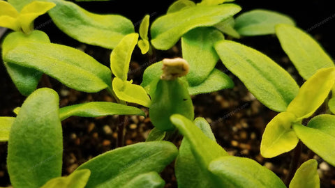 Pepper seedlings helmet heads.