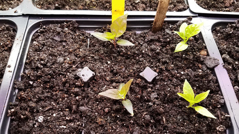Newly planted pepper seedlings.