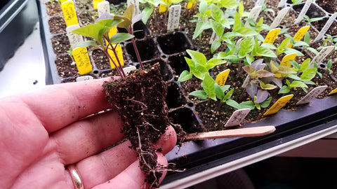 Pepper seedlings removed from plug tray.