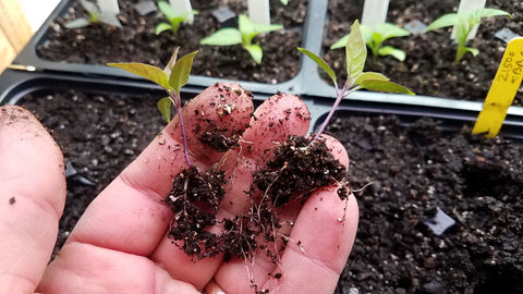 Pepper seedlings separated and ready to plant into containers.