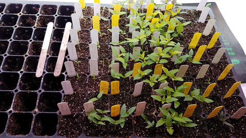 Pepper Seedlings in 128 cell plug tray