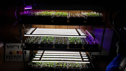 Pepper seedlings under lights.