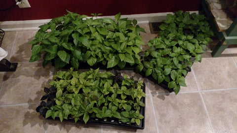 3 trays of pepper plants