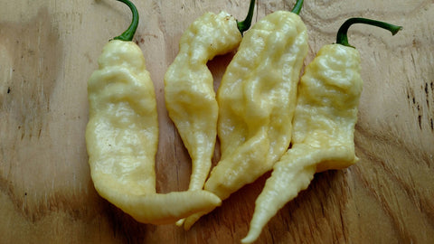 Bhut Jolokia White (Ghost Pepper)