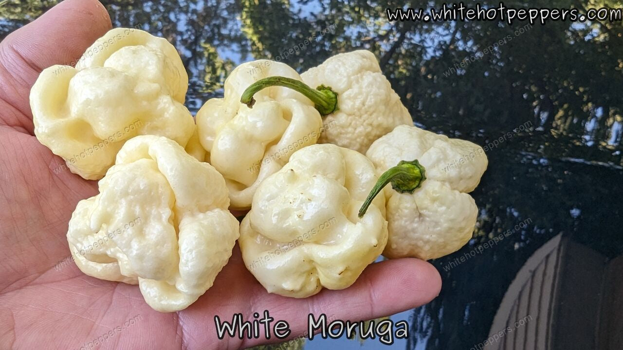 Scotch Brains - White Hot Peppers LLC