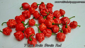 Yellow 7 Pot Brain Strain Pepper Seeds