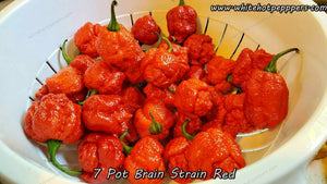 7 Pot Brain Strain Yellow - White Hot Peppers LLC