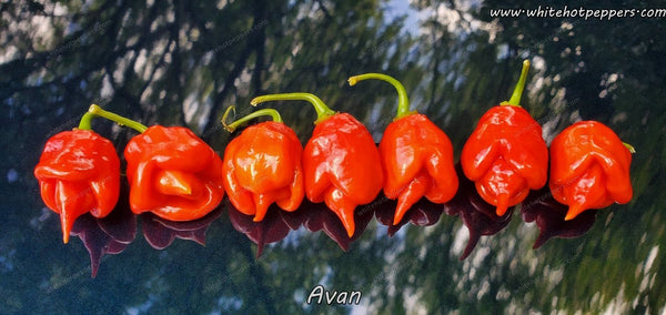 www.whitehotpeppers.com