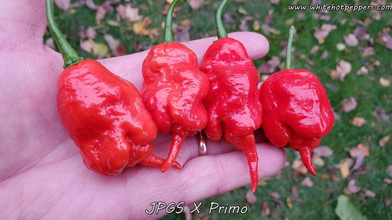 Jay S Peach Ghost Scorpion X Primo White Hot Peppers Llc