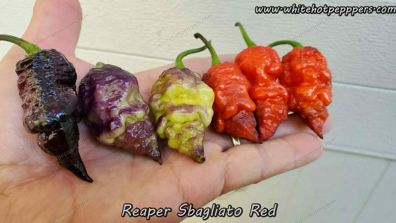 Reaper Sbagliato Red - Pepper Seeds - White Hot Peppers
