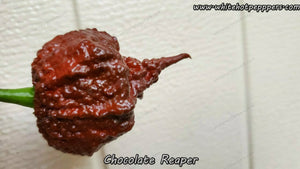 chocolate reaper pepper