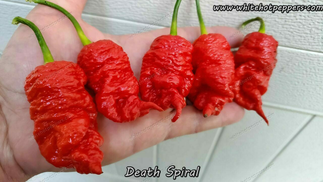 death spiral pepper