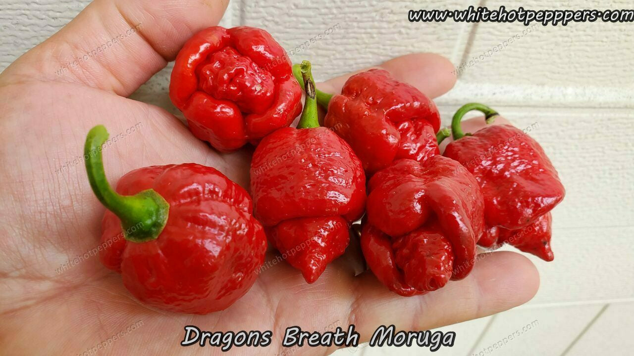 Dragon S Breath Moruga White Hot Peppers Llc