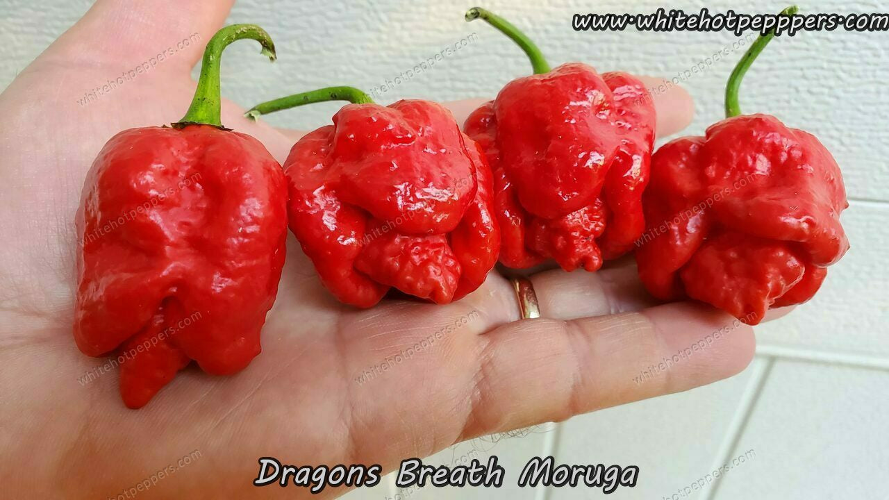 Dragon S Breath Moruga White Hot Peppers Llc