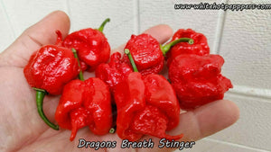 Dragon S Breath Stinger White Hot Peppers Llc