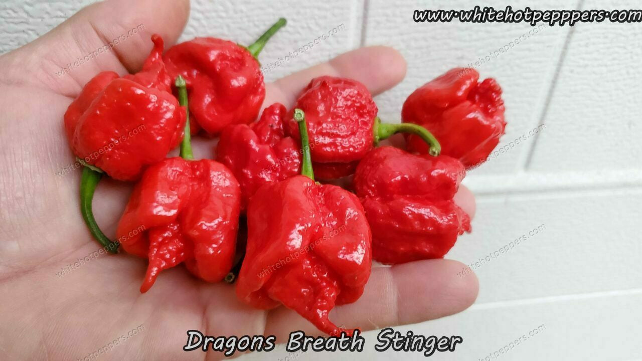 Dragon S Breath Stinger White Hot Peppers Llc