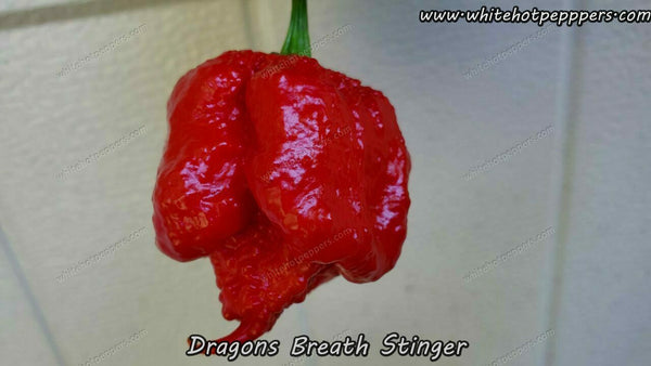 Plants Seedlings Dragon S Breath Pepper Seedssuperhot Pepper Seedsnaturally Grown 10 Home Garden