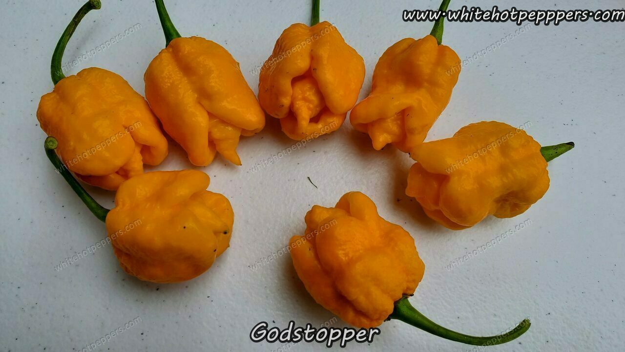 Capsicum Chinense Chili Pepper Seeds ged Unstable Page 2 White Hot Peppers Llc