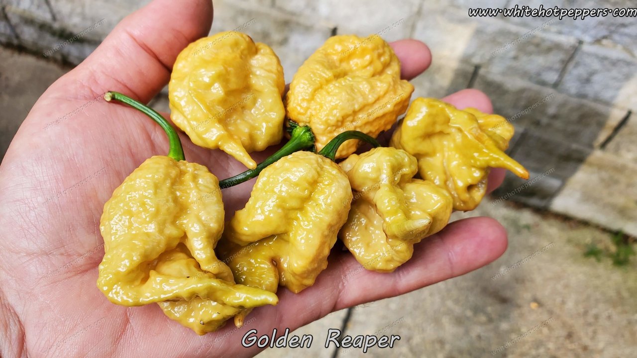 Carolina Reaper Pepper Seeds – Pepper Joe's