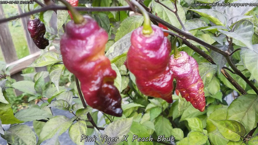 Pink Tiger x Peach Bhut - White Hot Peppers LLC