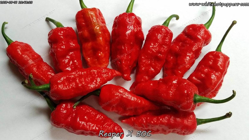 grim reaper pepper