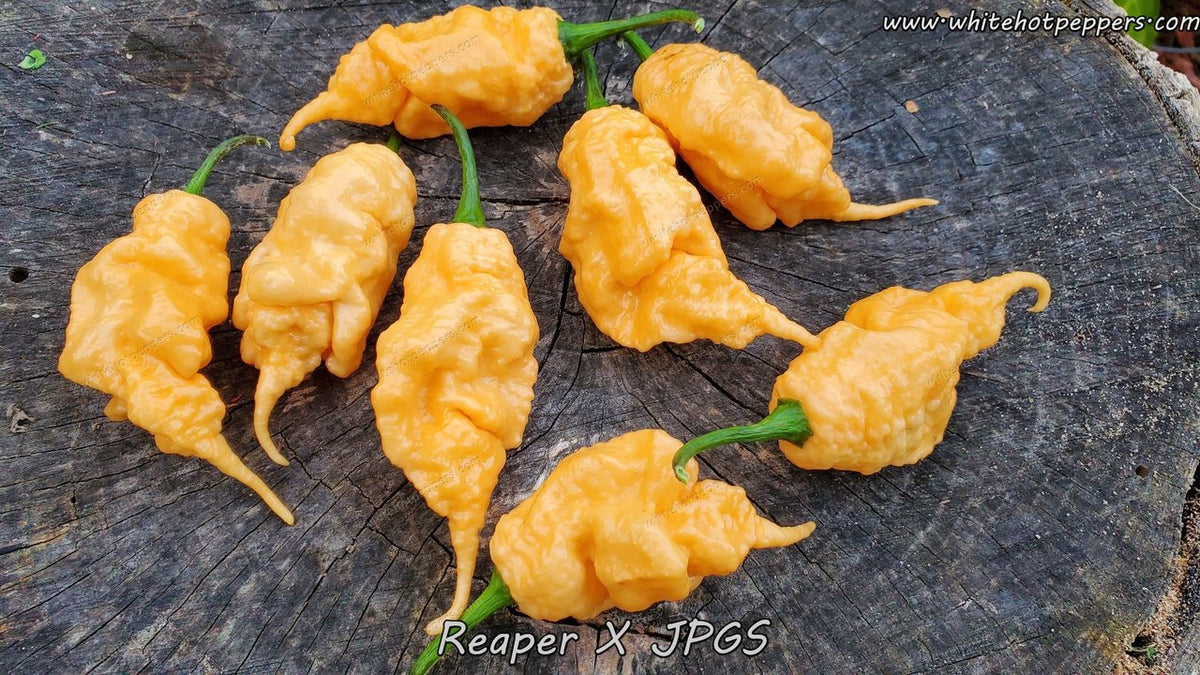 grim reaper pepper