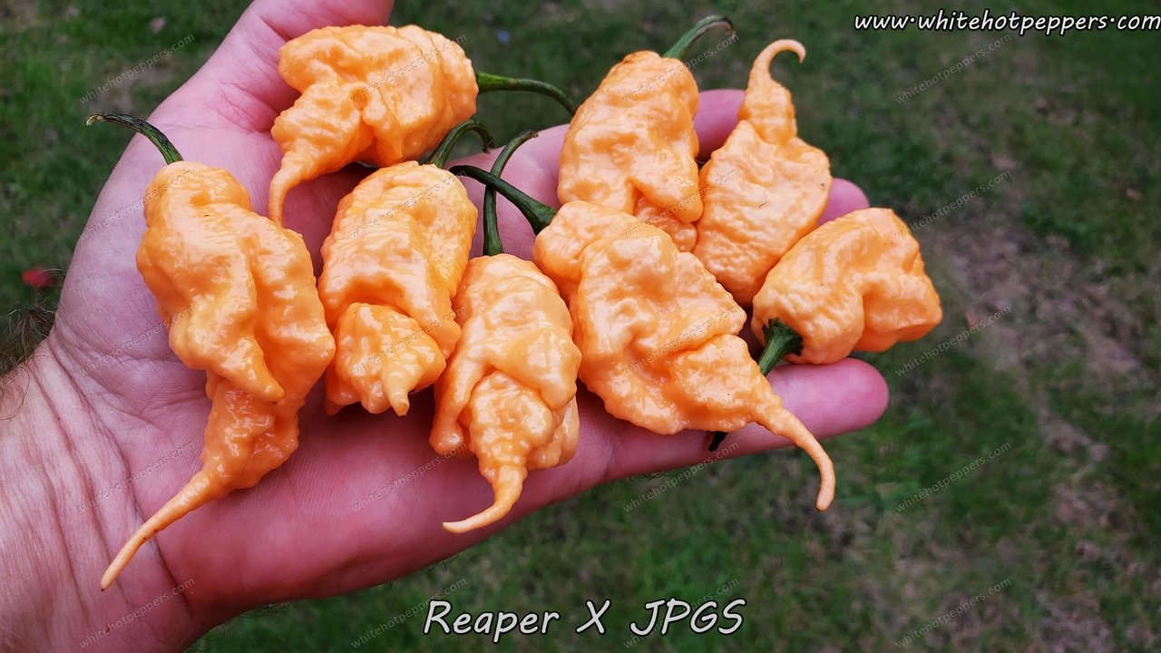 scorpion reaper pepper