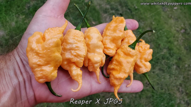 reaper pepper vs ghost pepper