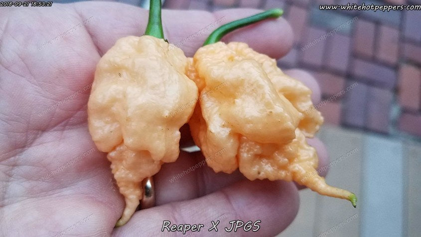 reaper pepper vs ghost pepper