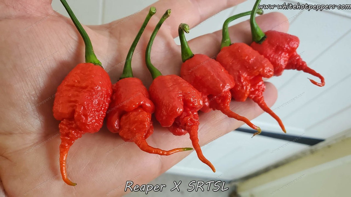 reaper pepper seeds