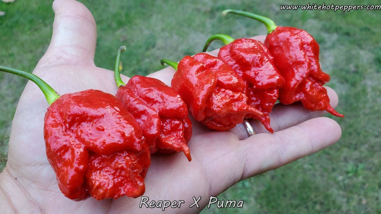 red reaper pepper