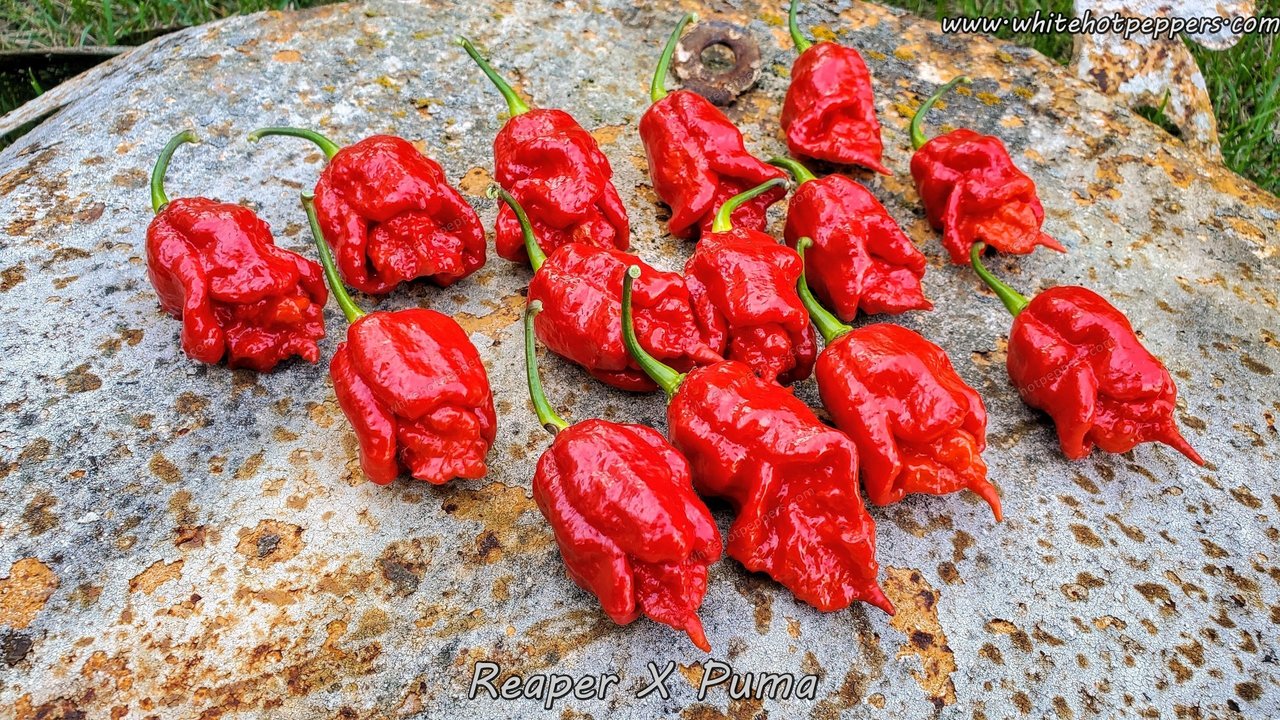 reaper pepper