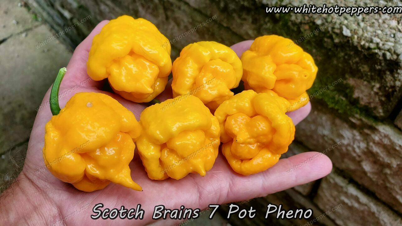 Scotch Brains - White Hot Peppers LLC