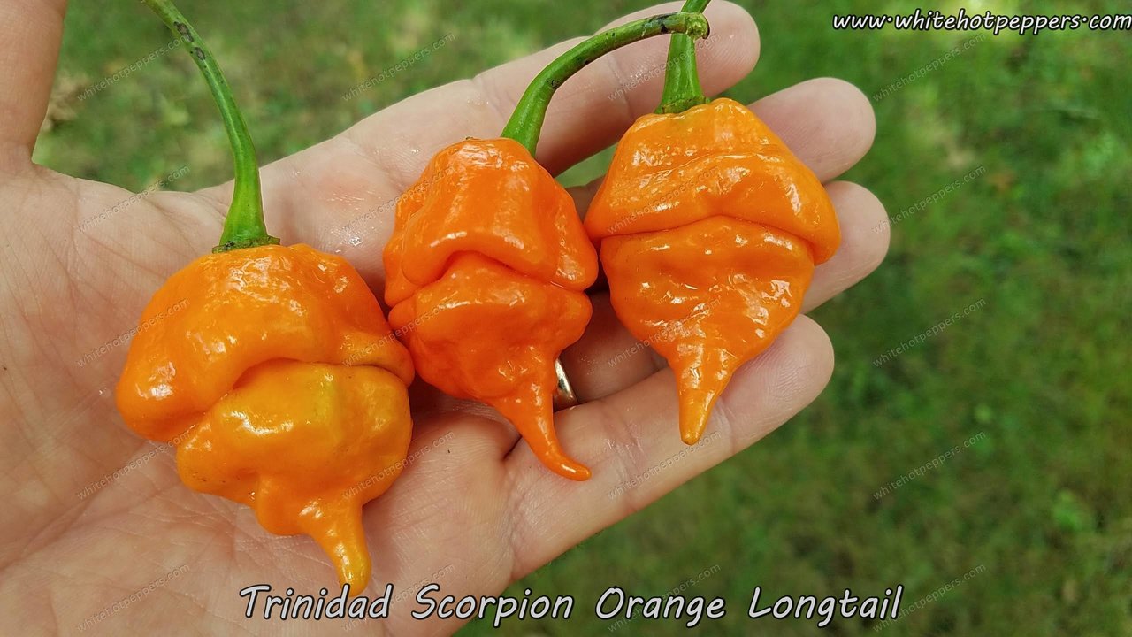 moruga scorpion pepper