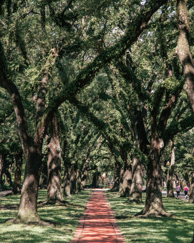 Houston's Live Oaks